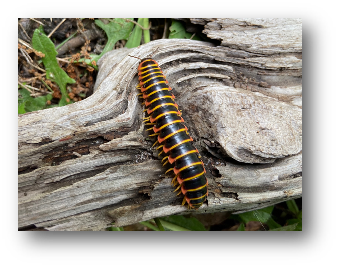 Cherry millipede_ George Washington National Forest near Fort Valley_ VA. Photograph by Stephen Wendt